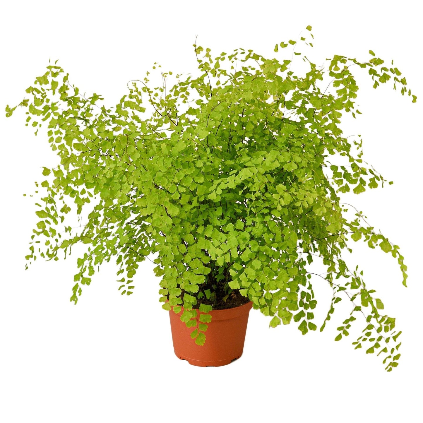 Maidenhair Fern 6" potted plant