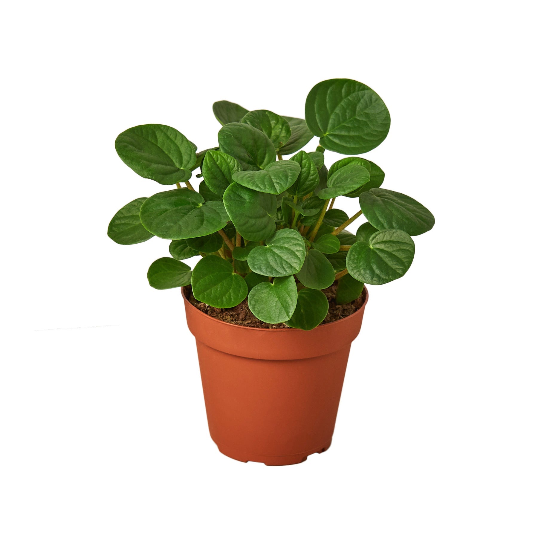 Peperomia 'Rana Verde' potted plant