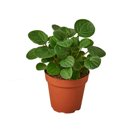 Peperomia 'Rana Verde' potted plant