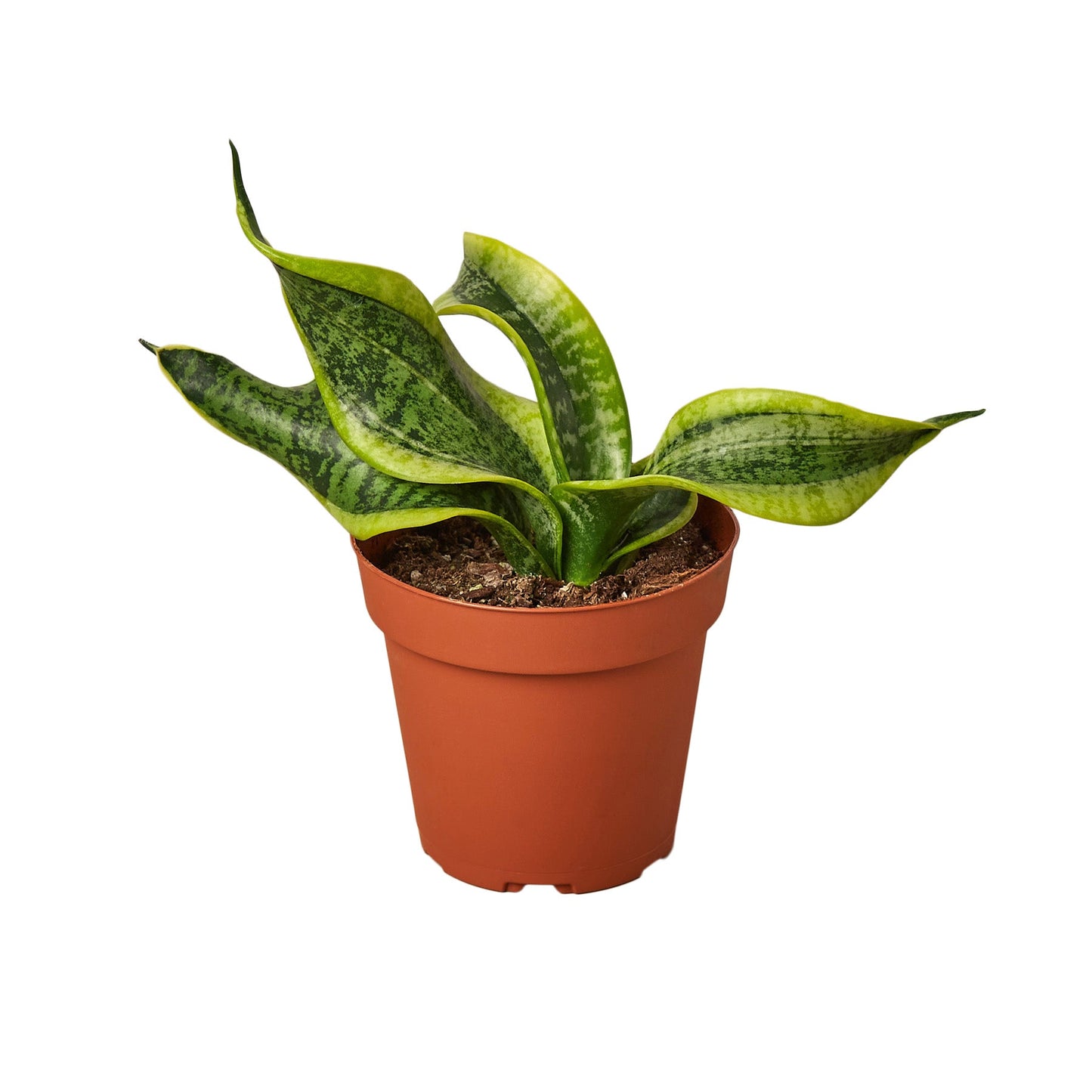 Snake Plant Twist potted plant