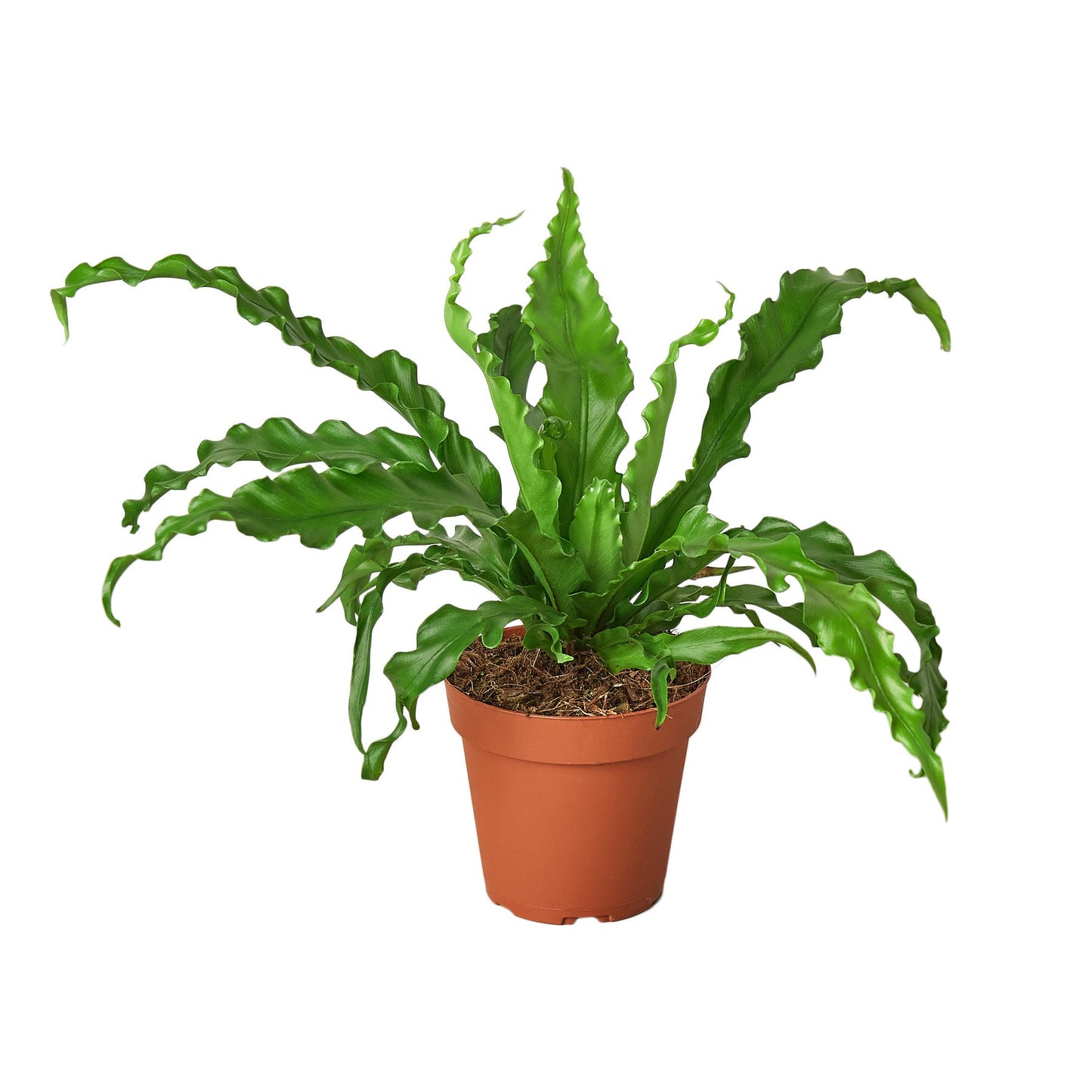 Bird’s Nest 'Victoria' Fern potted plant