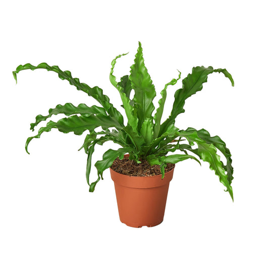 Bird’s Nest 'Victoria' Fern potted plant