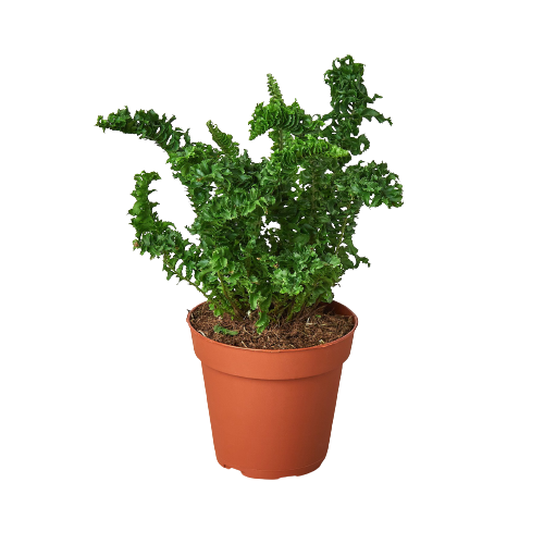 Fern 'Emina' 4" potted plant