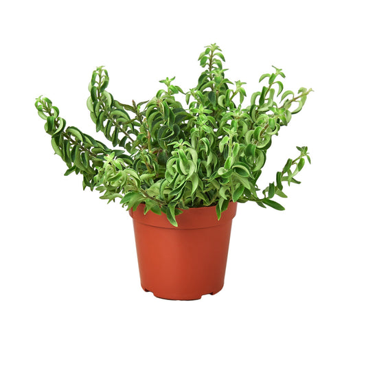 Curly Lipstick Plant potted plant