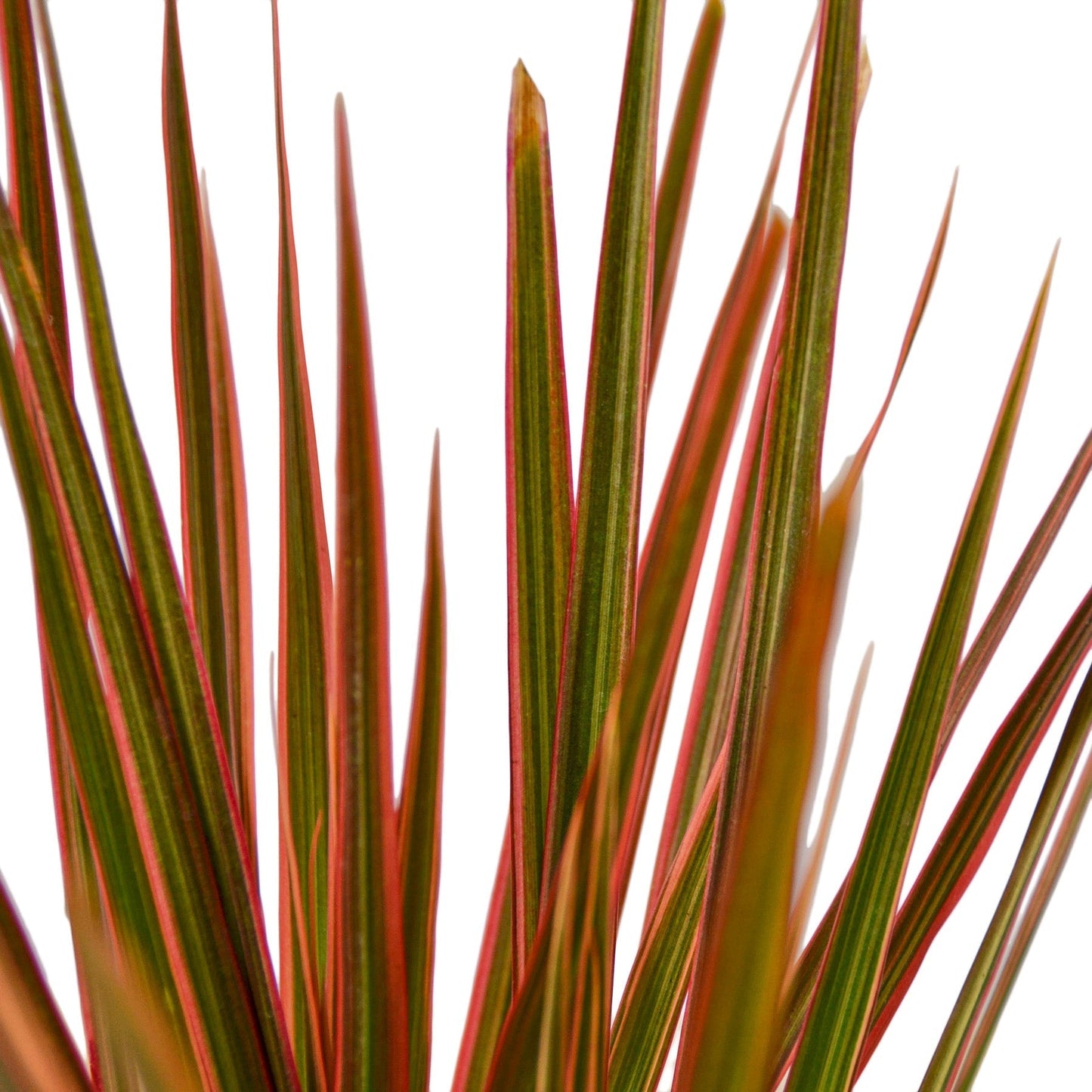 Dracaena 'Colorama' 6" potted plant