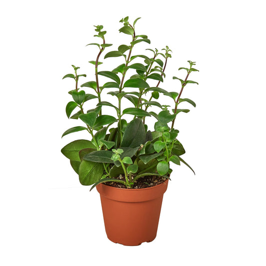 Lipstick Plant 4" potted plant