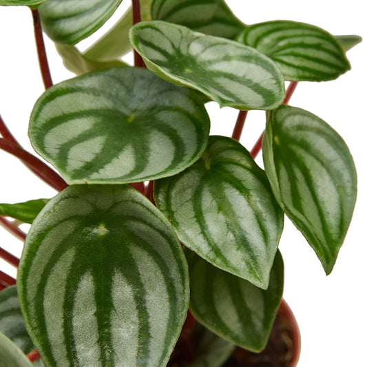 Peperomia Watermelon 6" potted plant
