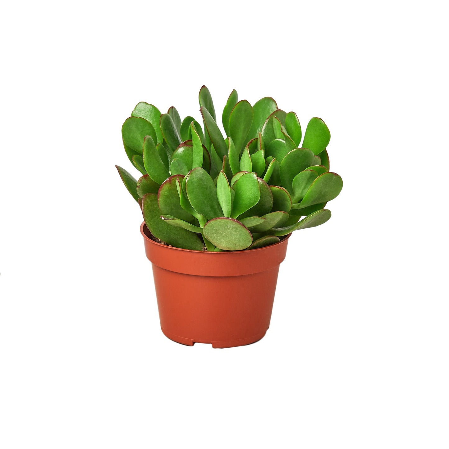 Succulent Crassula 'Jade' potted plant