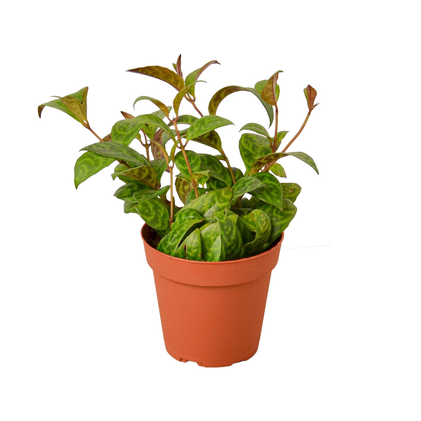 Lipstick Black Pagoda 4" potted plant