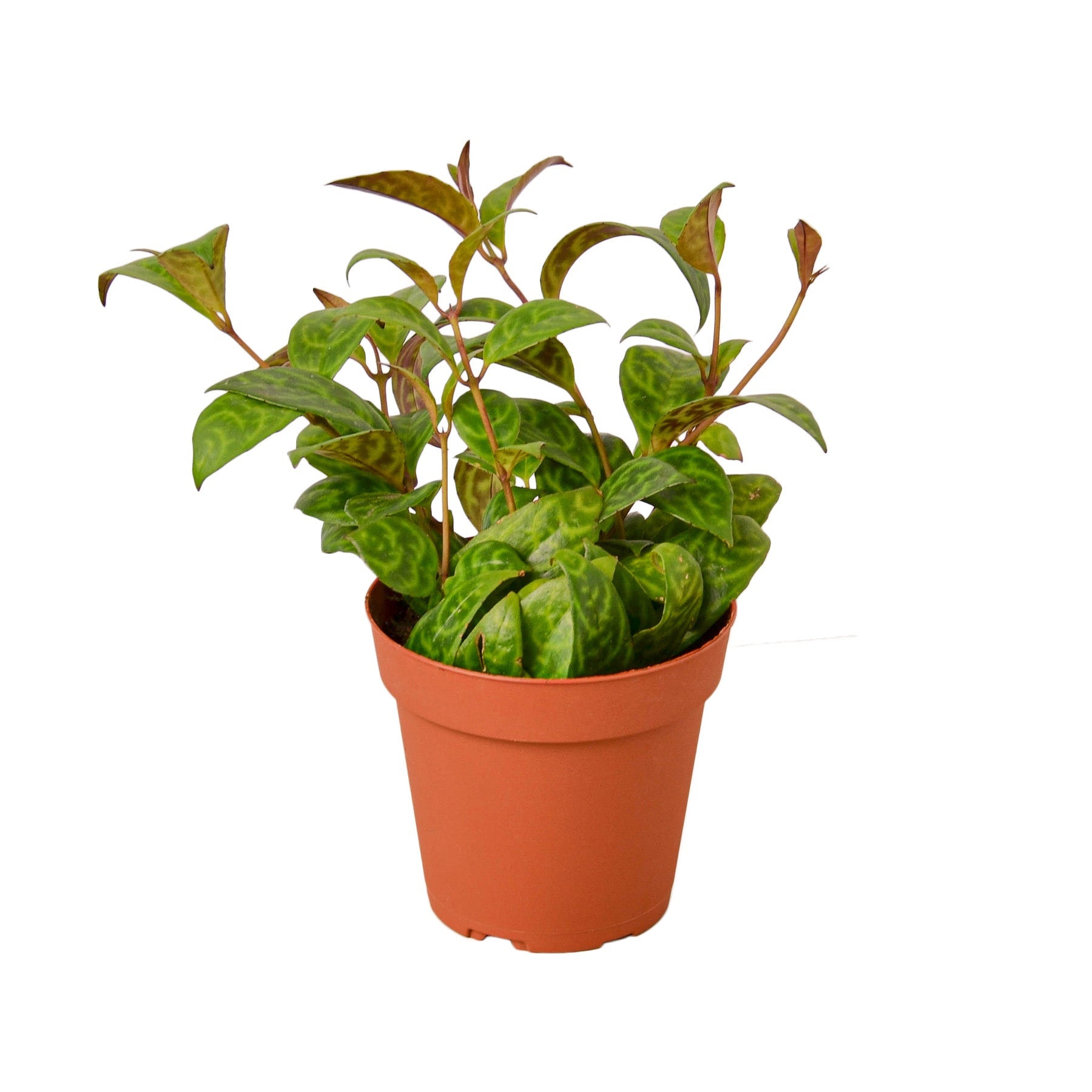 Lipstick Black Pagoda 4" potted plant