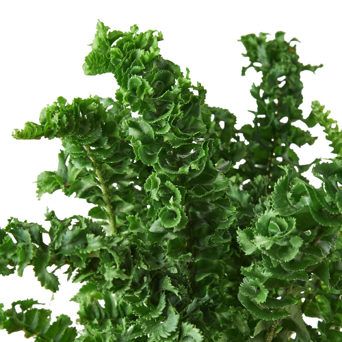 Fern 'Emina' 4" potted plant