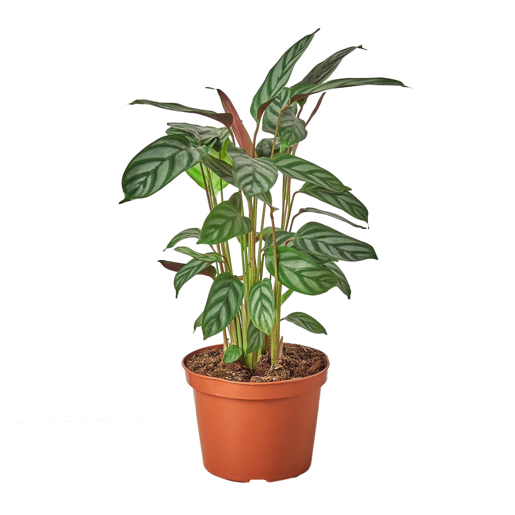 Calathea 'Grey Star' 6" potted plant
