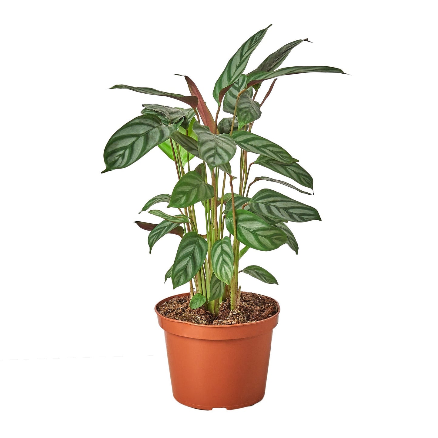 Calathea 'Grey Star' 6" potted plant