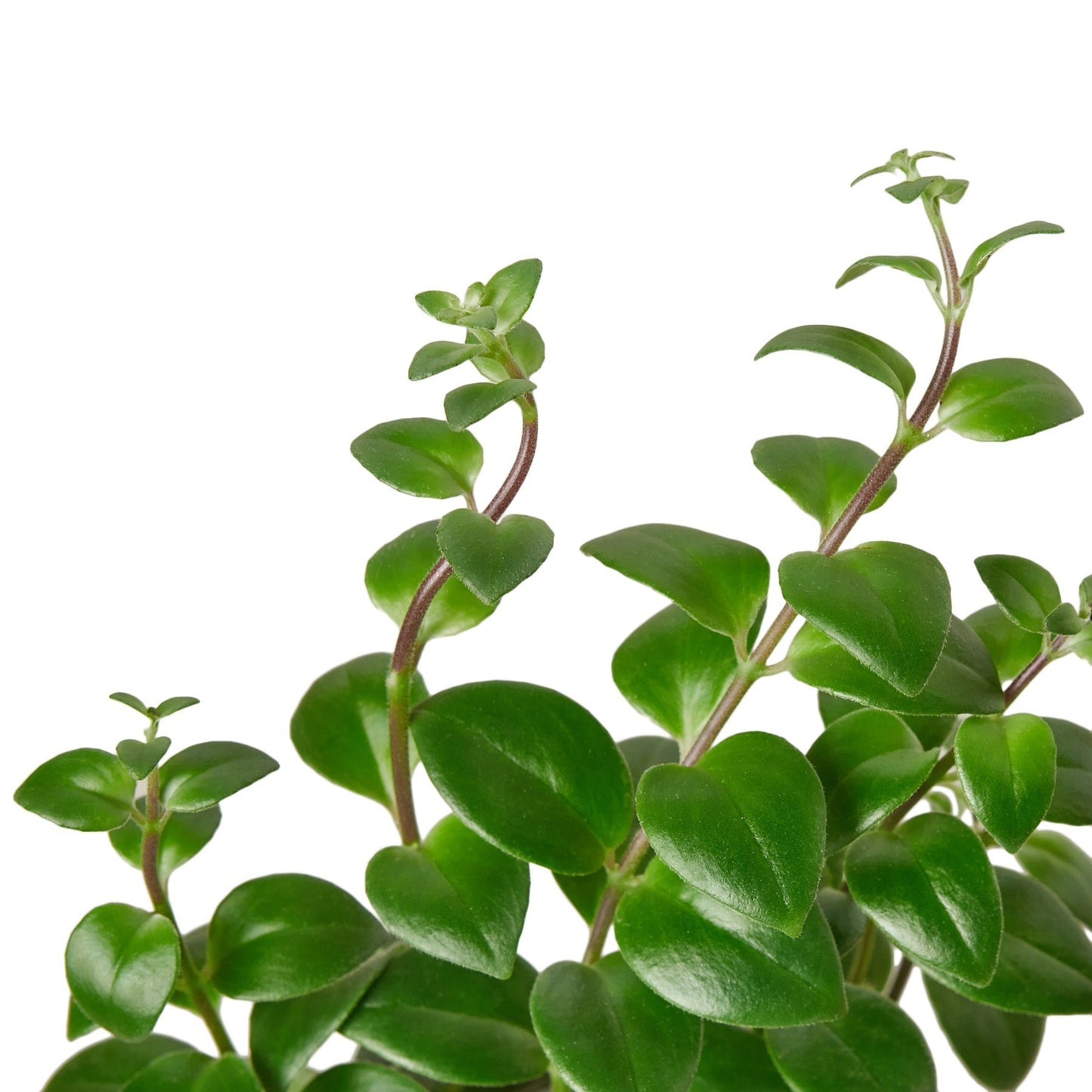 Lipstick Plant 6" potted plant