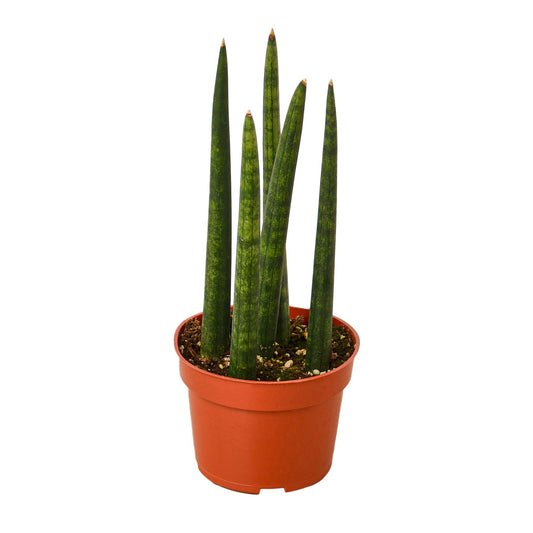 Snake Plant Cylindrica 4" potted plant