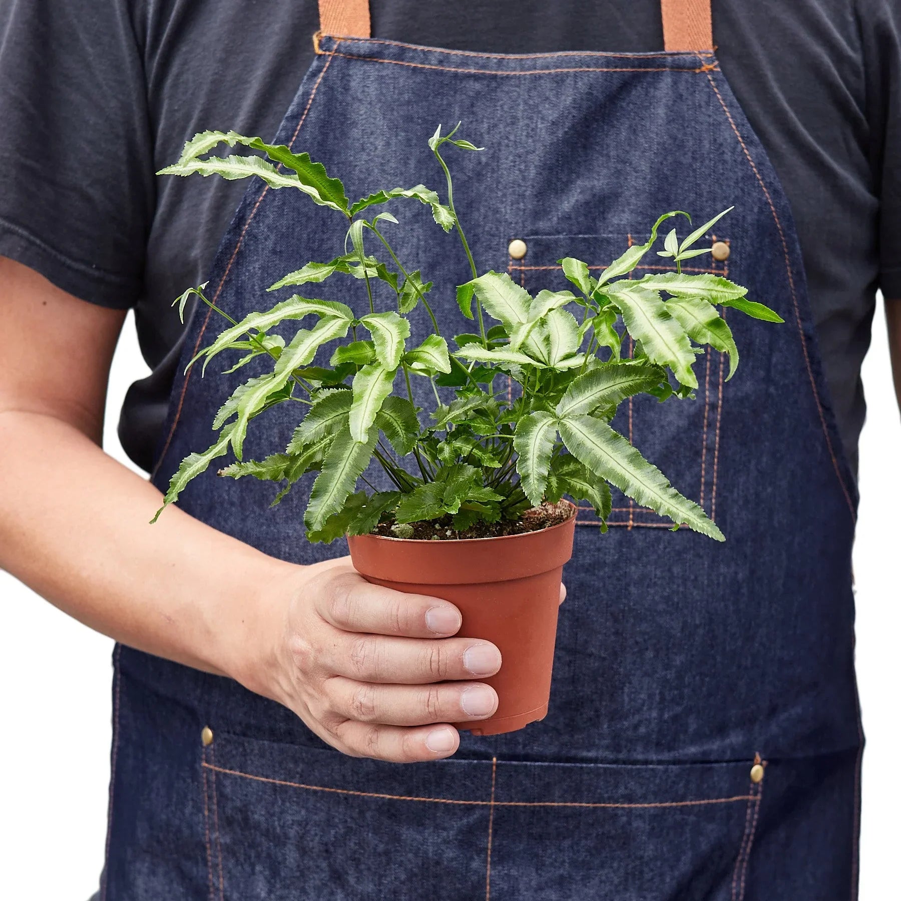 Pteris Cretica 'Albo Fern' potted plant