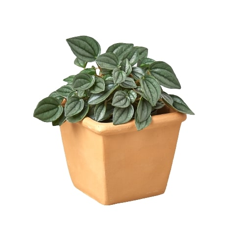 1 Pre-Potted Subscription Box 4" potted plant