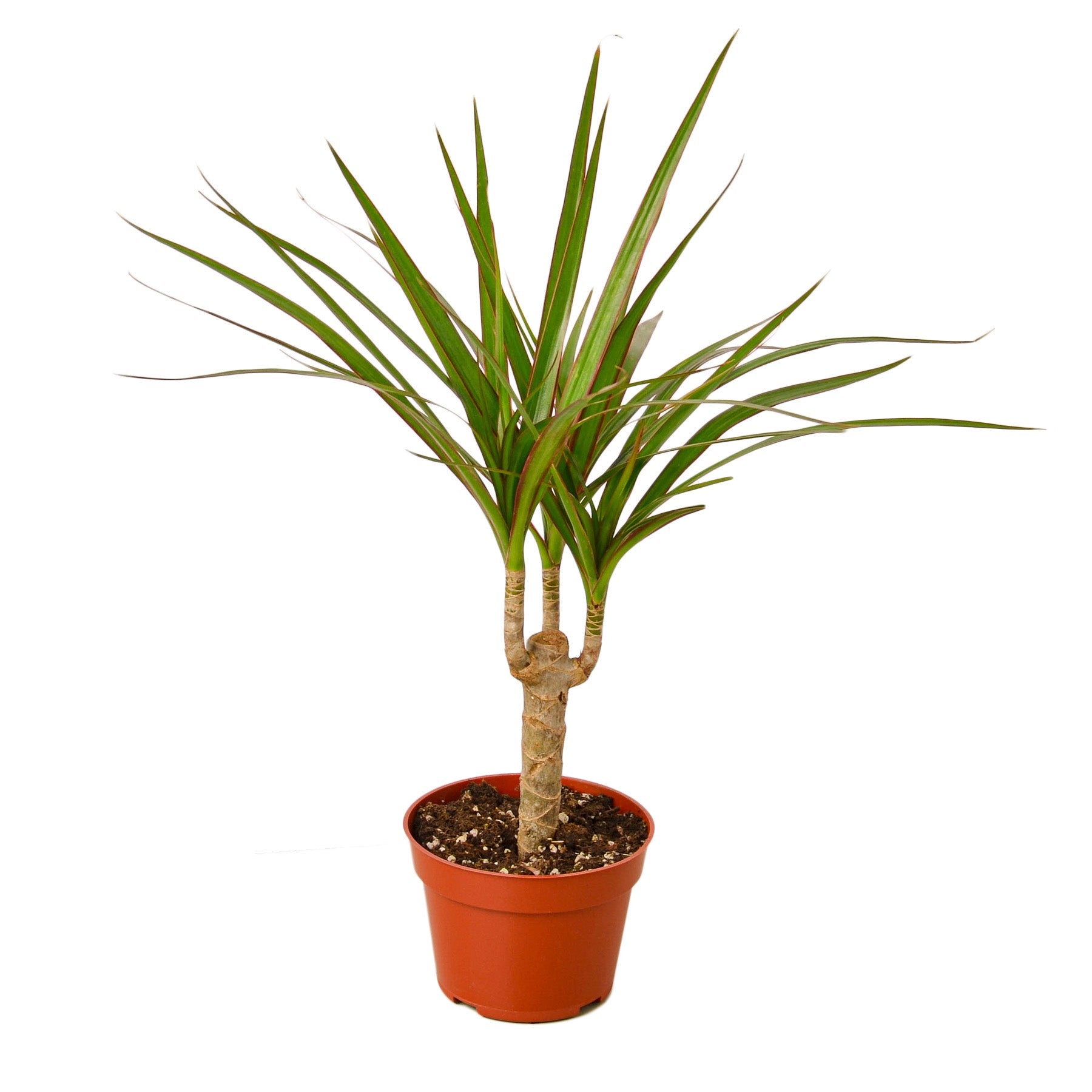 Dracaena Marginata Cane potted plant