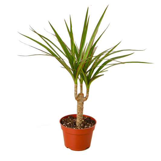 Dracaena Marginata Cane potted plant