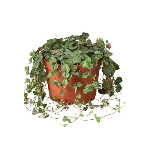Succulent 'String of Hearts' 4" potted plant