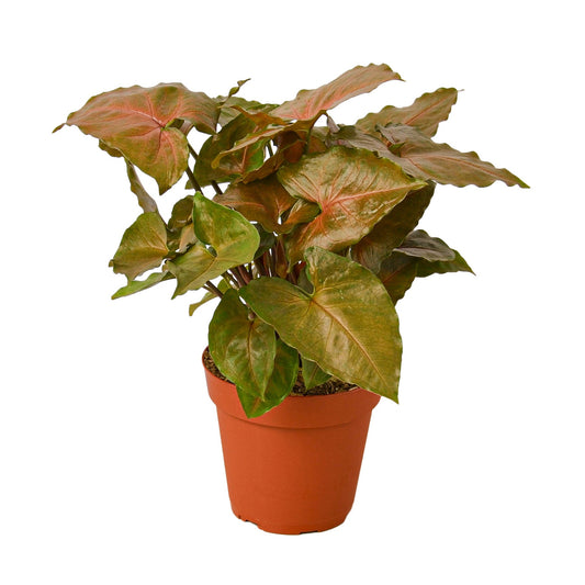 Syngonium Merry 4" potted plant
