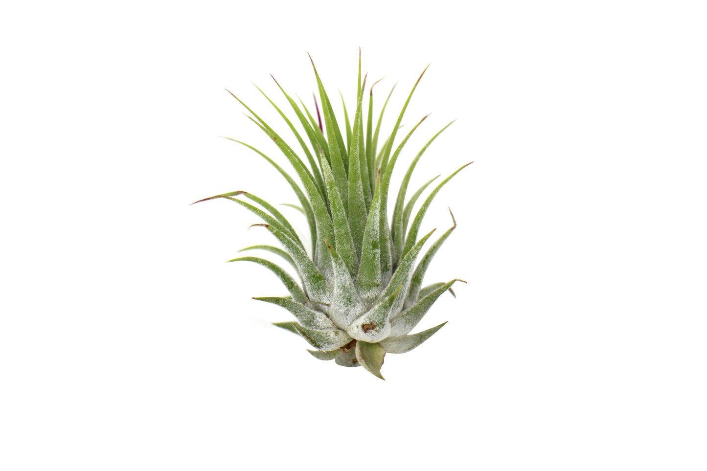 Tillandsia Air Plant Ionantha potted plant