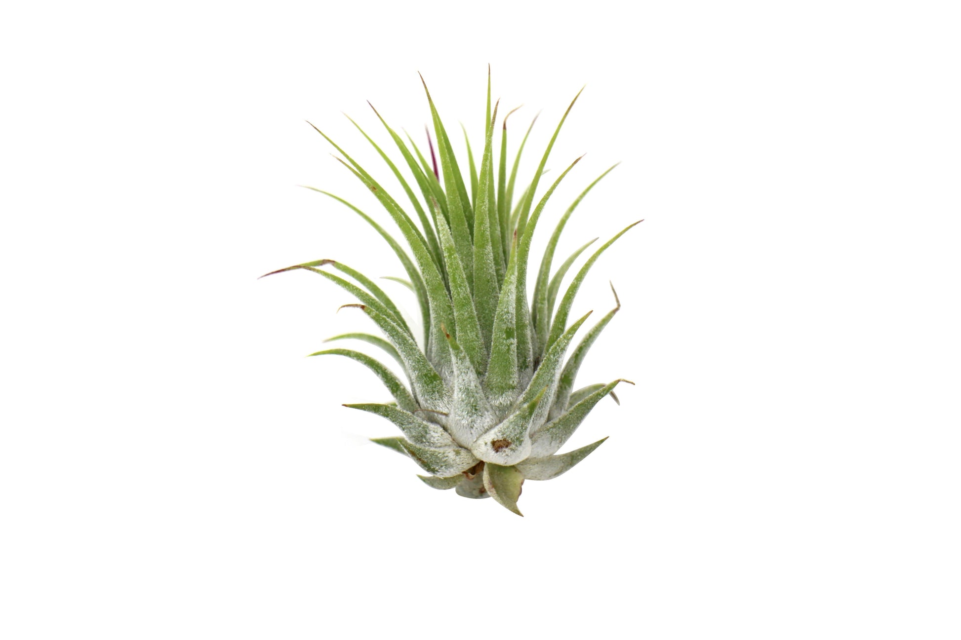 Tillandsia Air Plant Ionantha potted plant