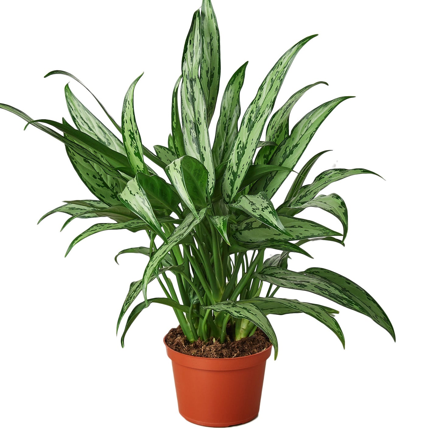 Chinese Evergreen 'Cutlass' potted plant