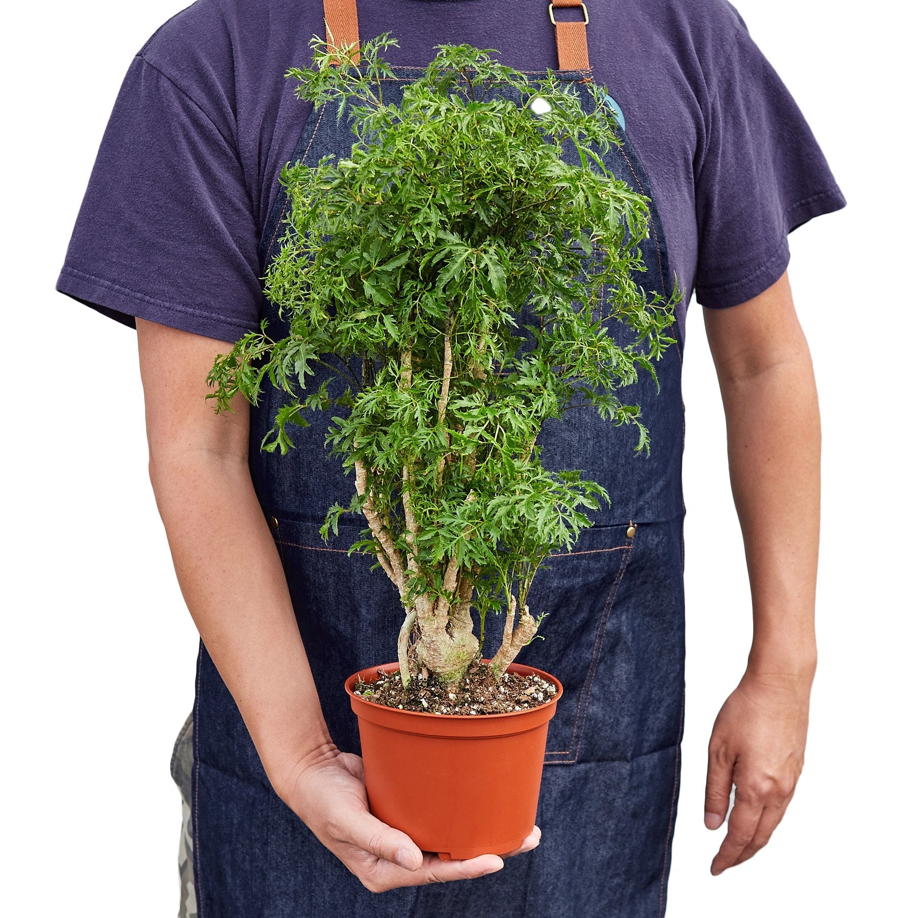 Aralia Ming Stump Plant potted plant