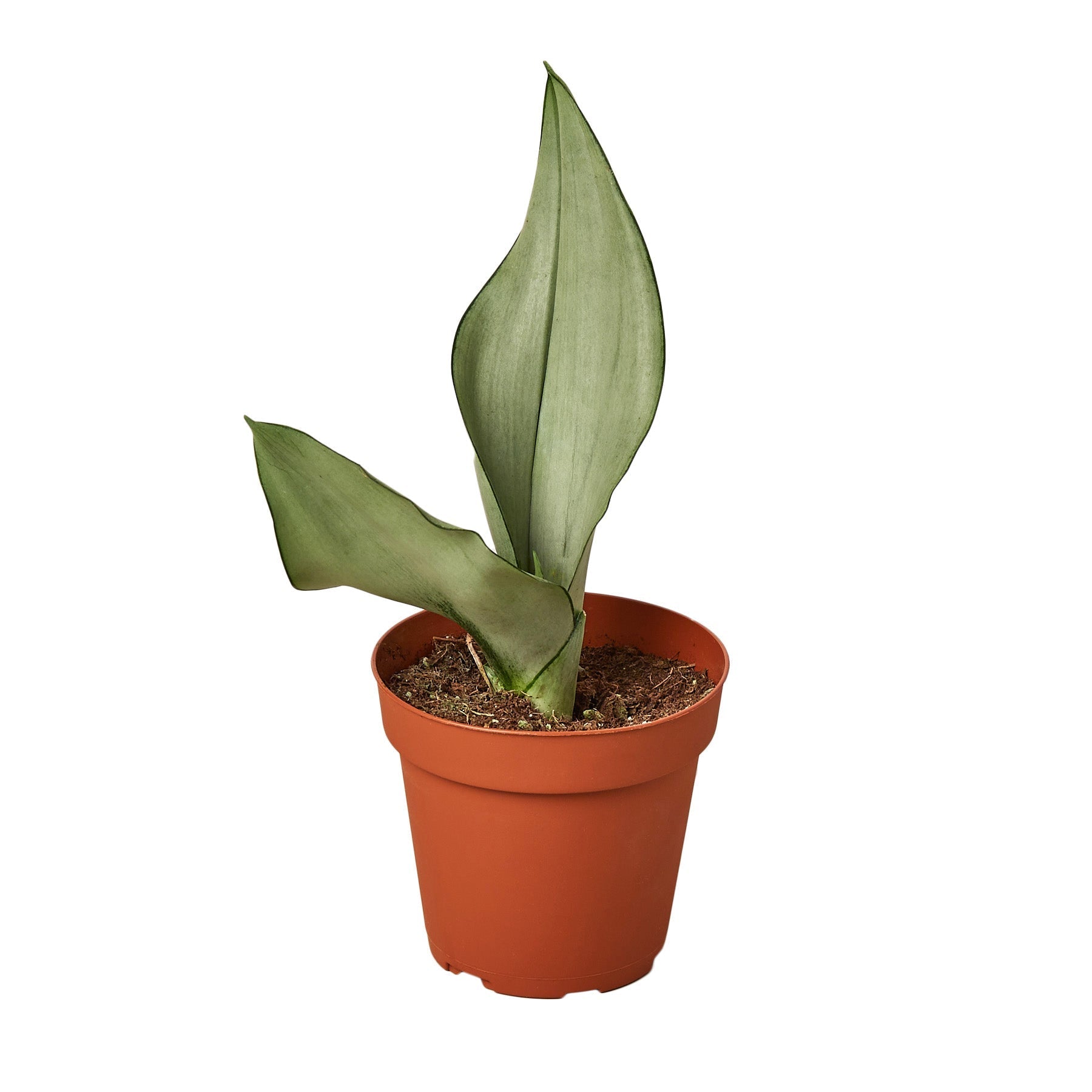 Snake Plant Moonshine 4" potted plant