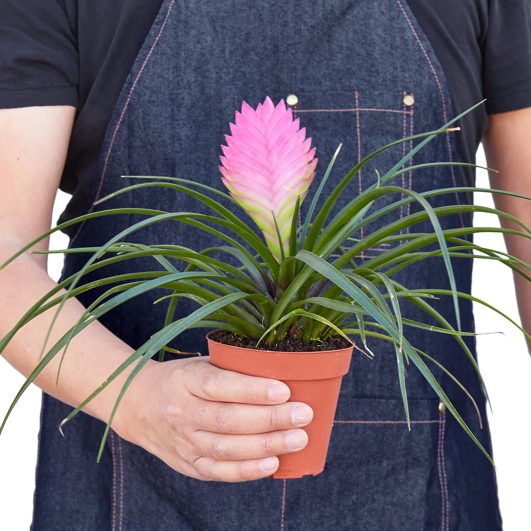 Bromeliad Cyanea 'Pink Quill' potted plant