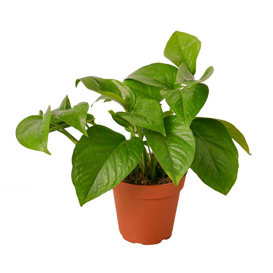 Pothos 'Green Queen' potted plant