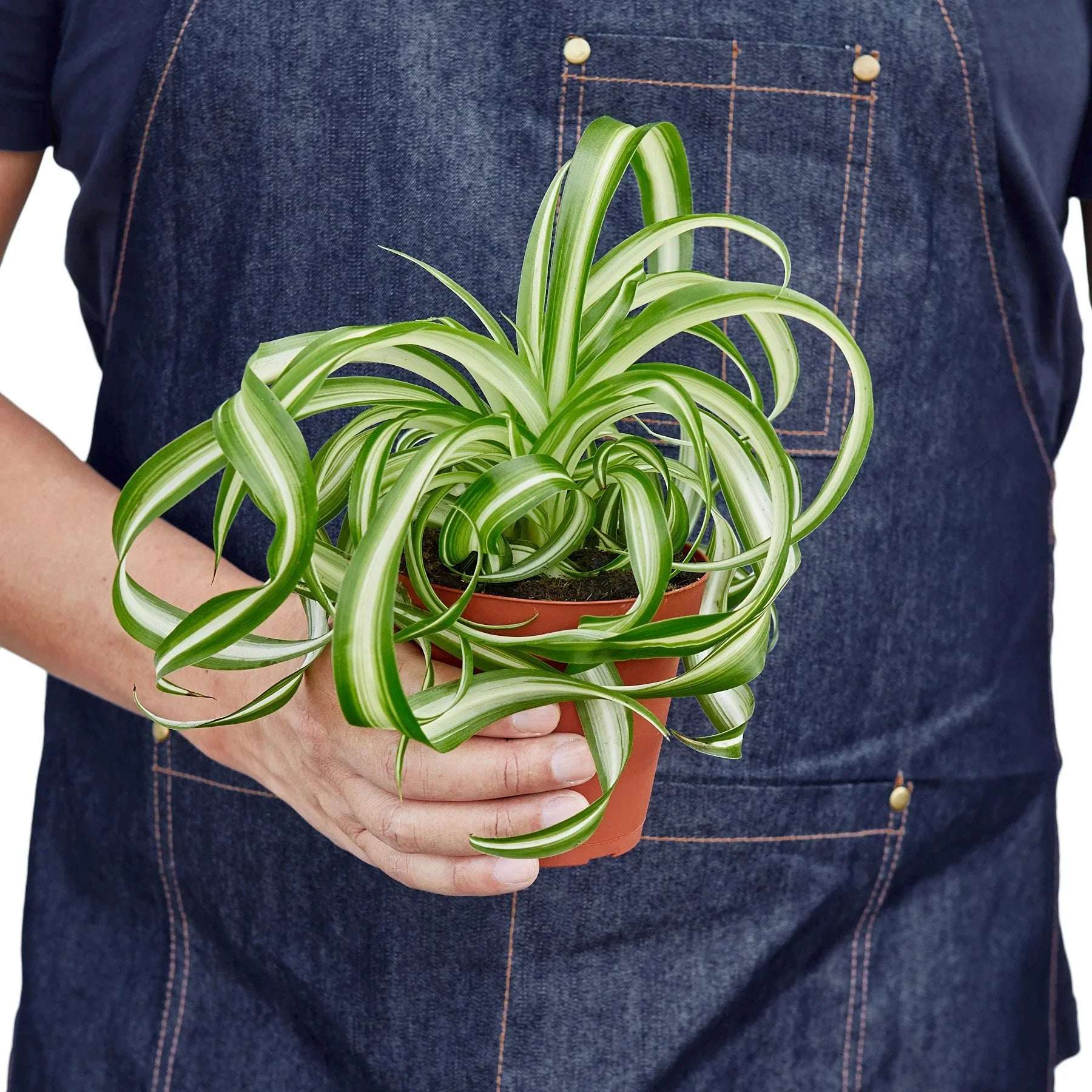 Spider Plant 'Bonnie' potted plant