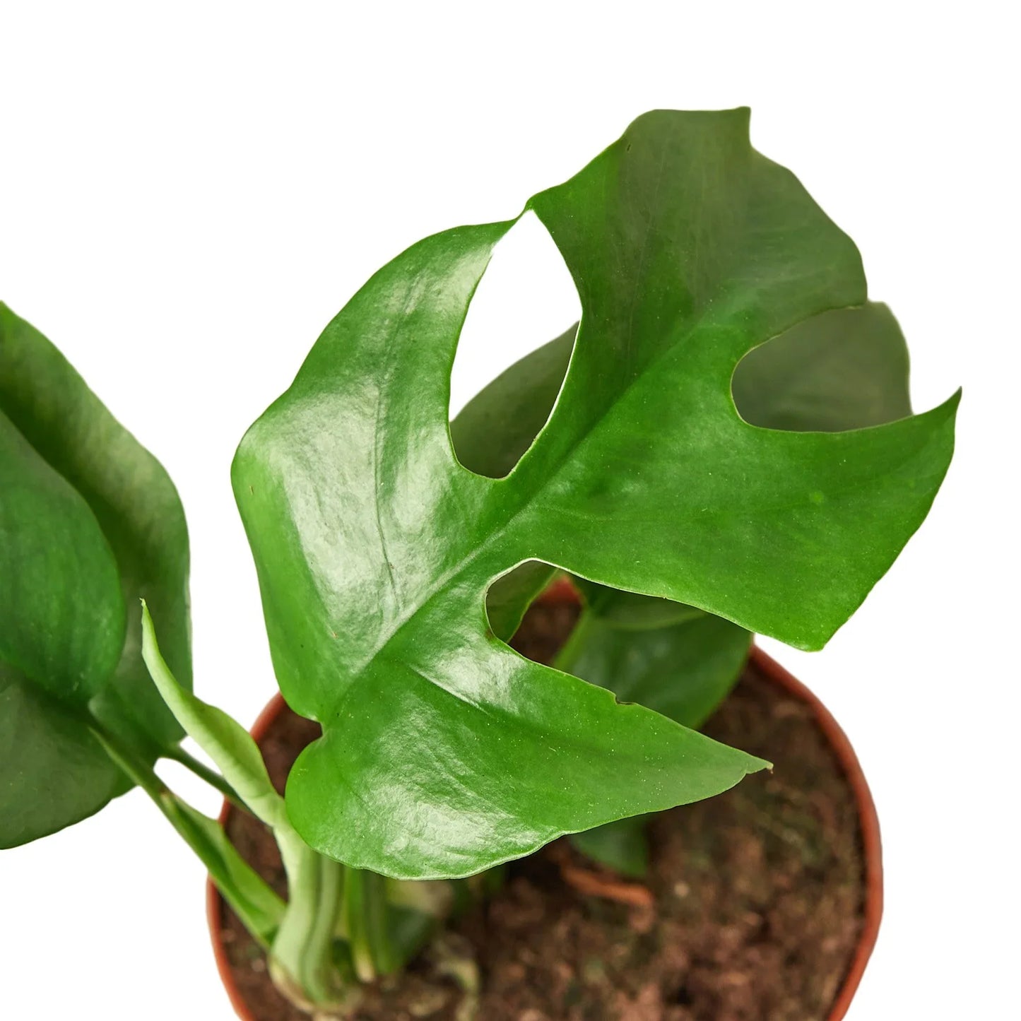 Philodendron Mini Monstera Minima 4" potted plant