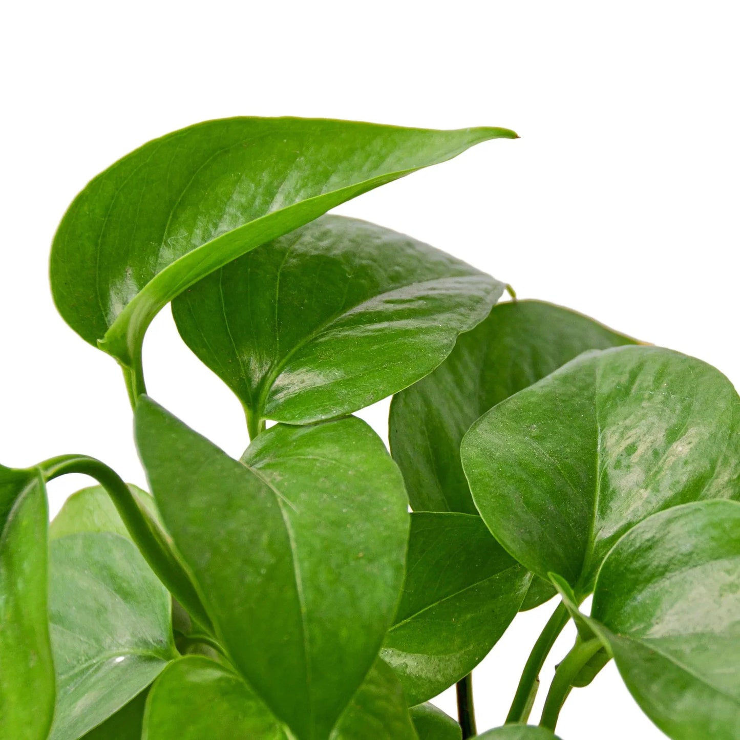 Pothos 'Green Queen' potted plant