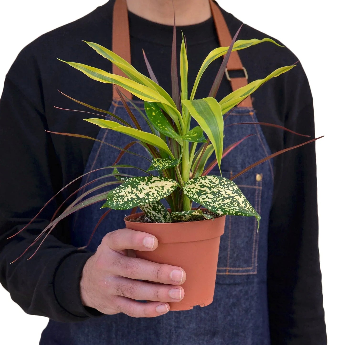 Dracaena 'Combo' potted plant