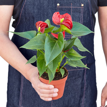Anthurium 'Red' potted plant