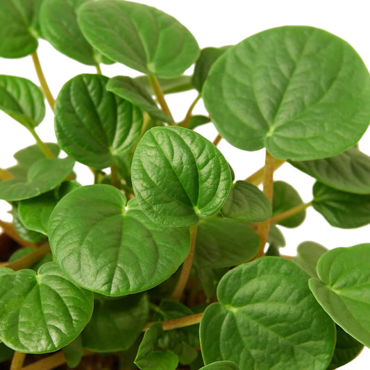 Peperomia 'Rana Verde' potted plant