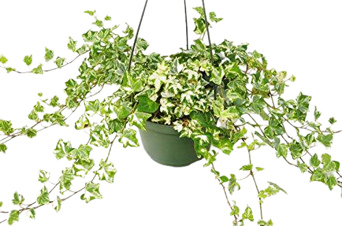 English Ivy 'Kolibre' potted plant