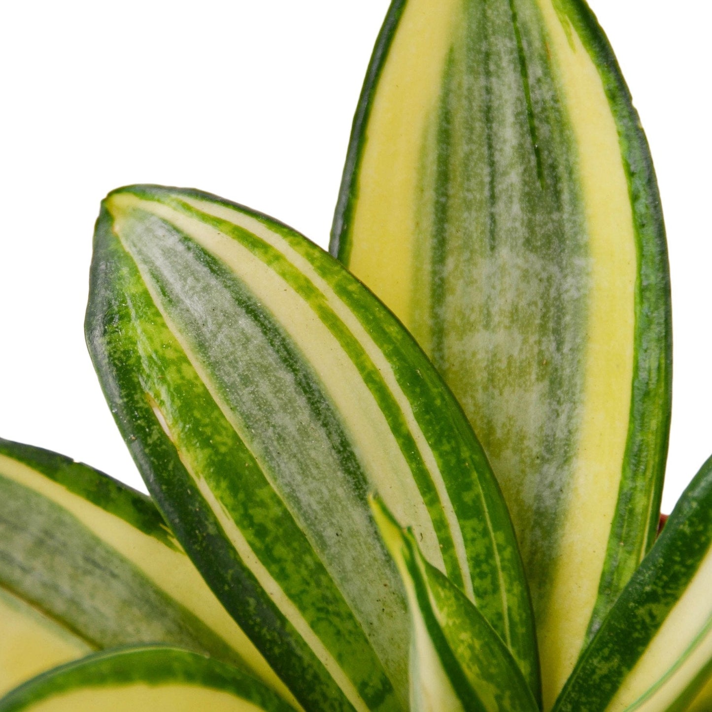 Snake Plant Gold Hahnii 6" potted plant