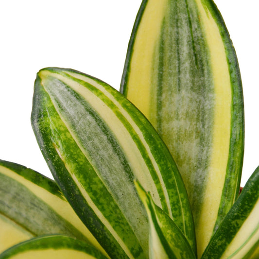Snake Plant Gold Hahnii 6" potted plant