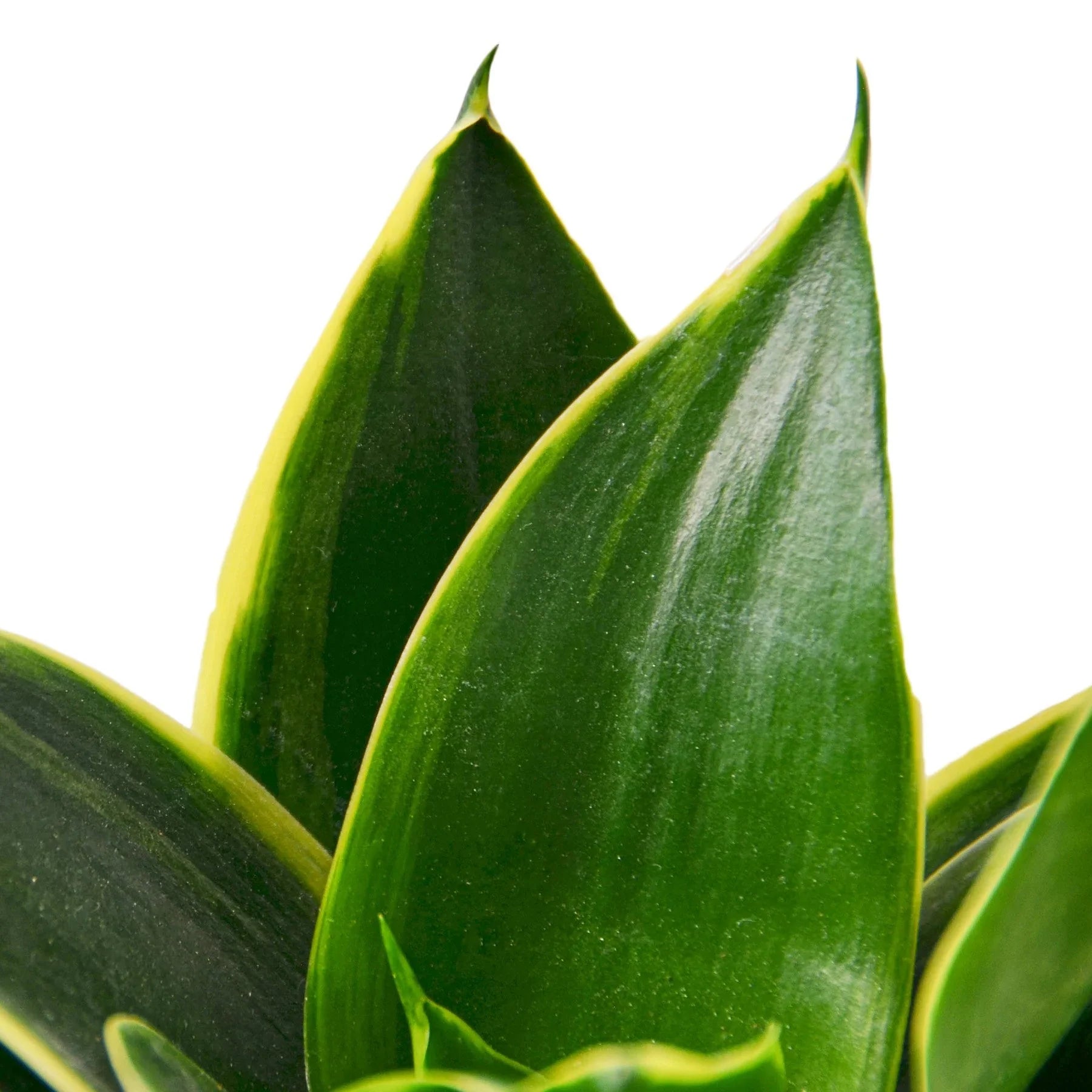 Snake Plant Emerald Star 4" potted plant