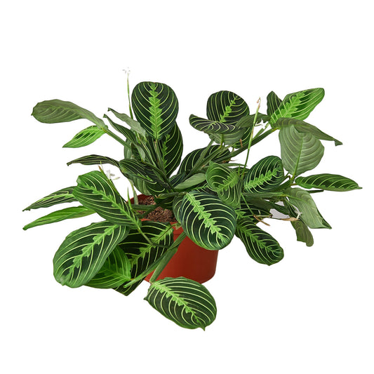 Maranta 'Lemon Lime' potted plant