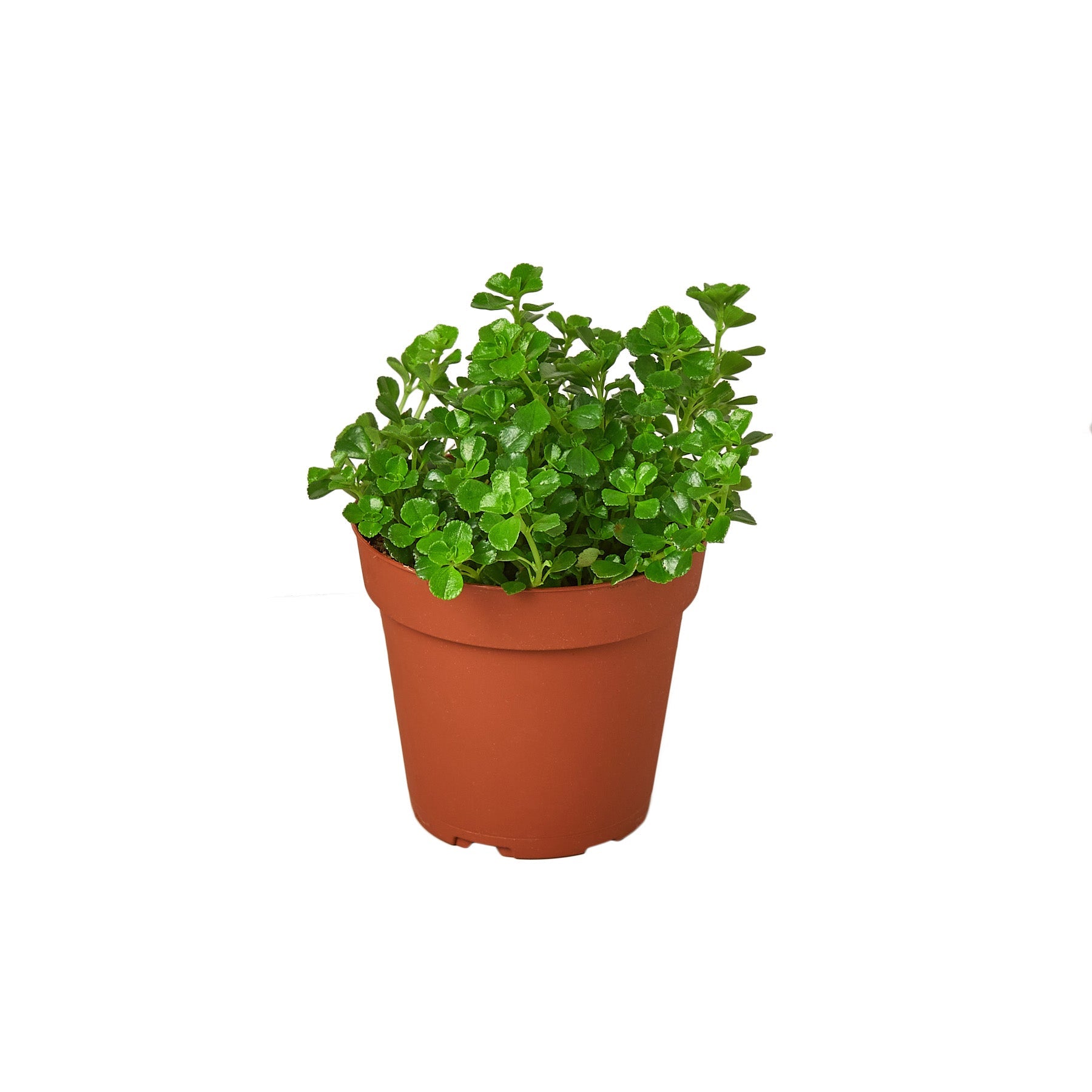 Nettle 'Baby's Tear' potted plant