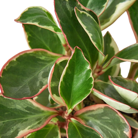 Peperomia 'Ginny' potted plant