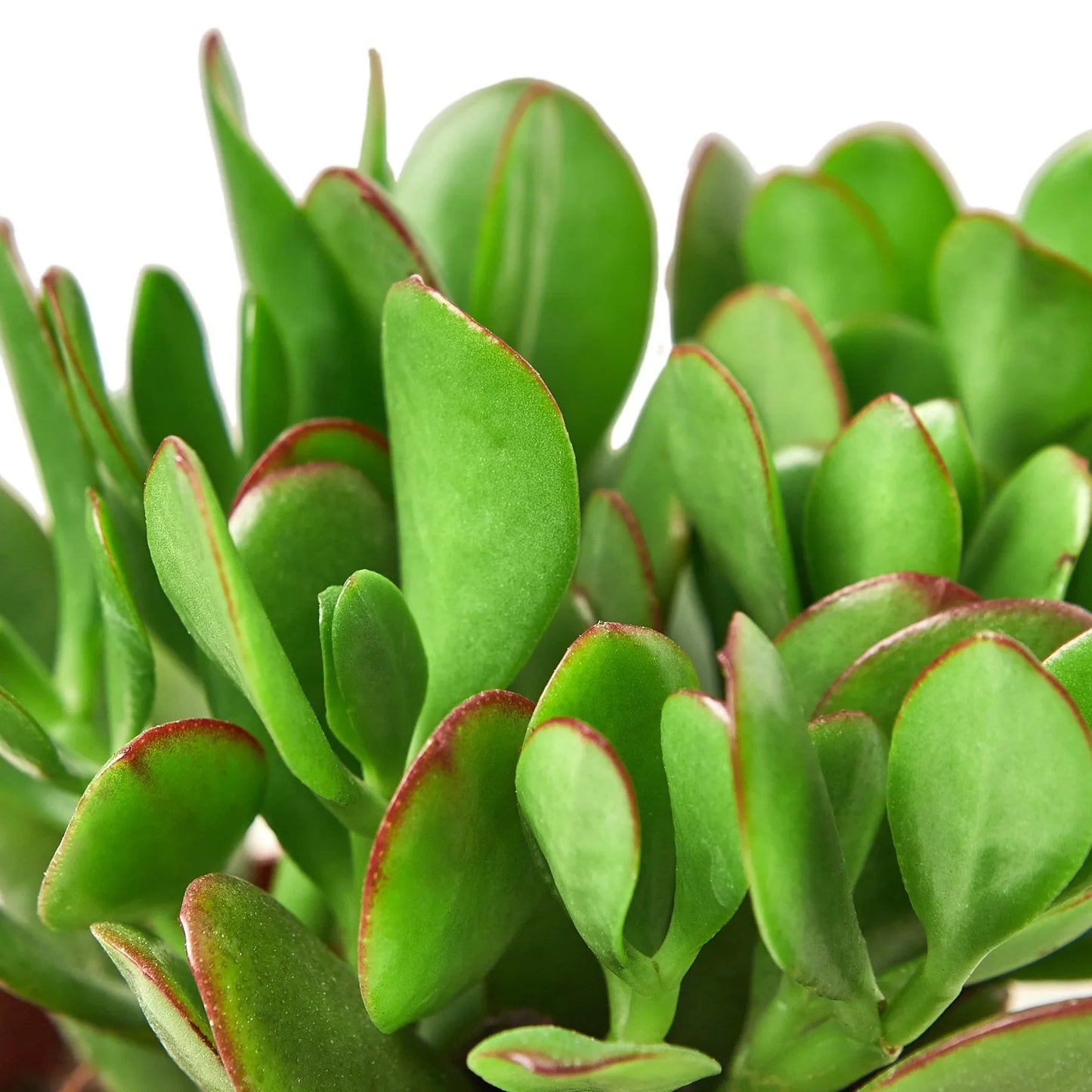 Succulent Crassula 'Jade' potted plant