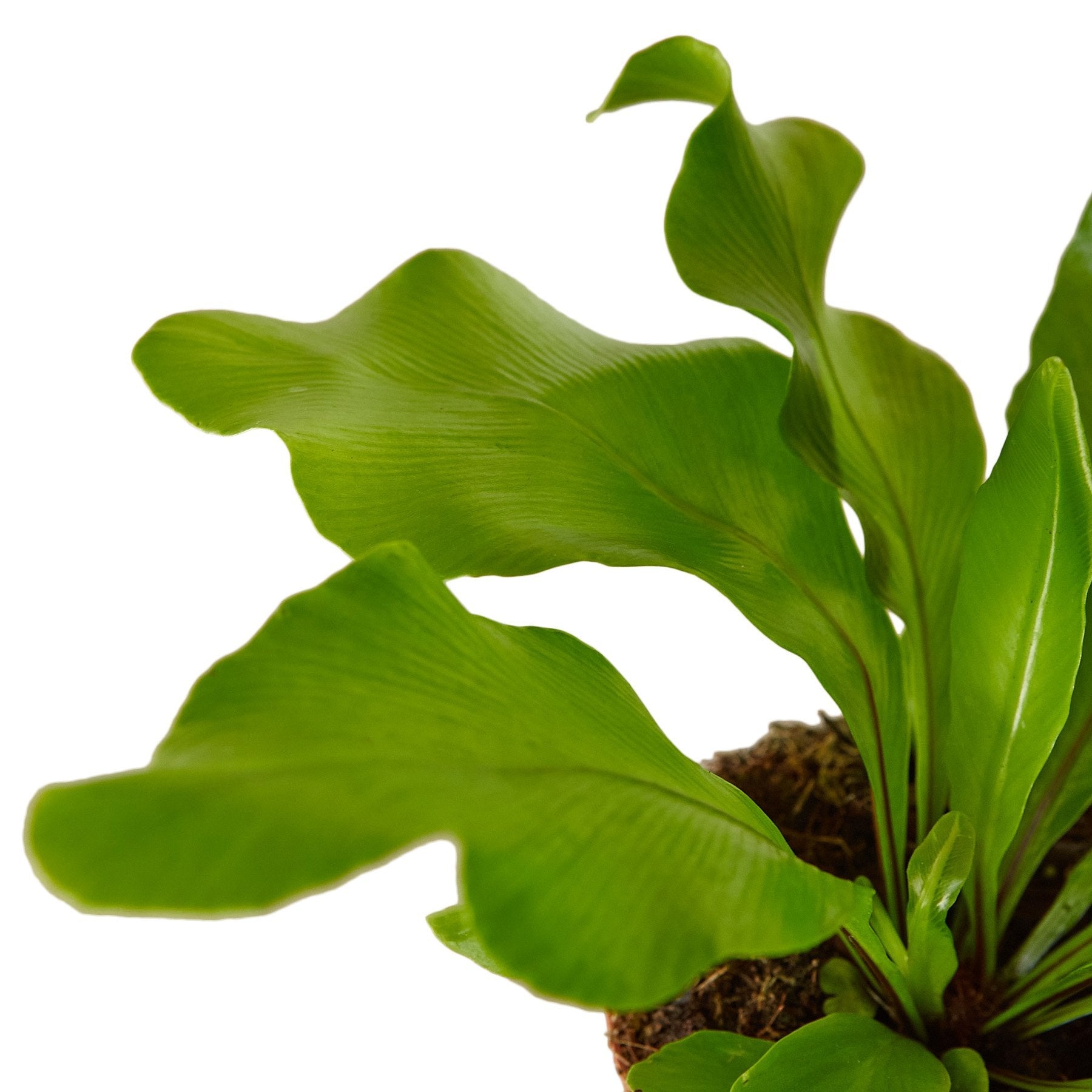 Bird's Nest 'Nidus' Fern potted plant