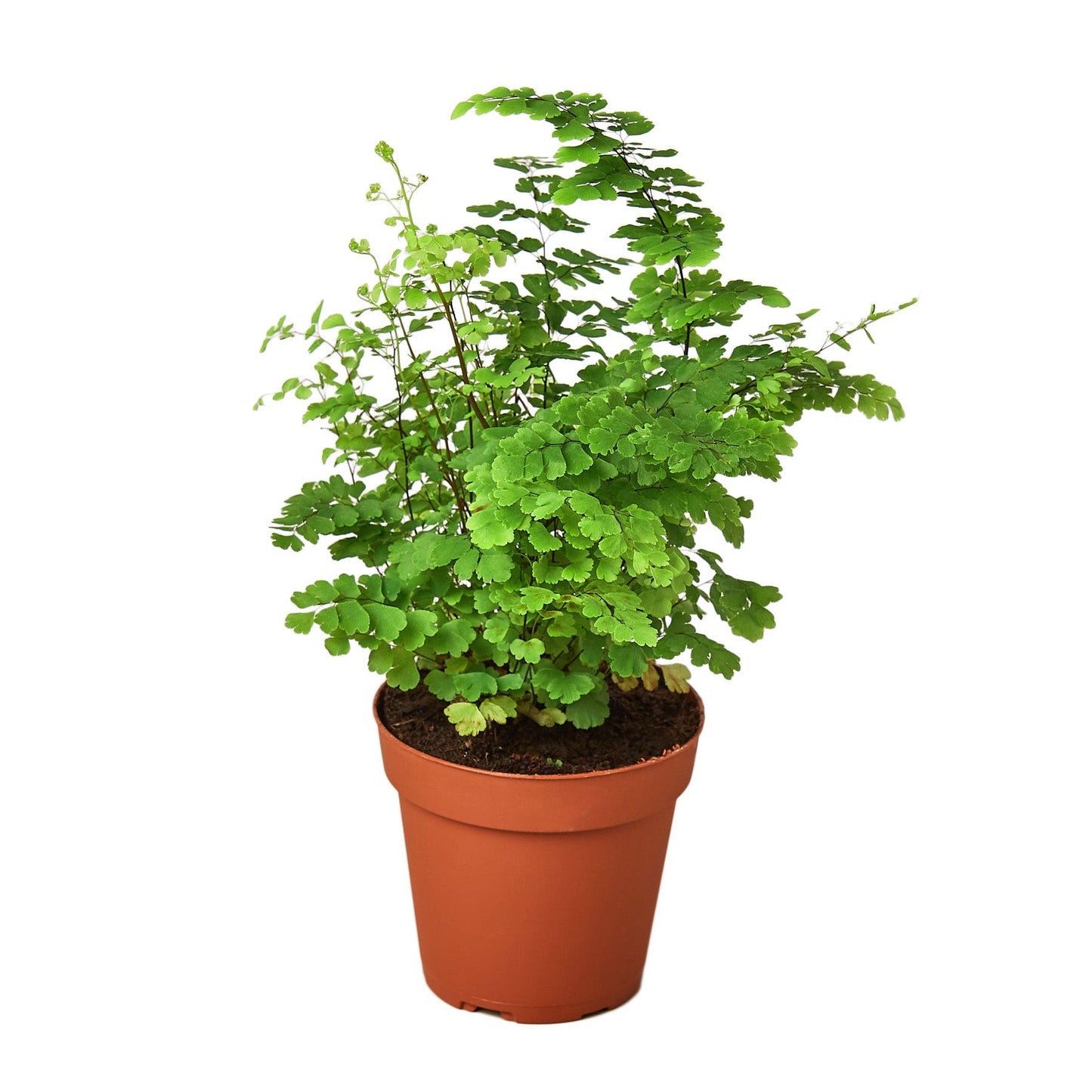 Maidenhair Fern 4" potted plant