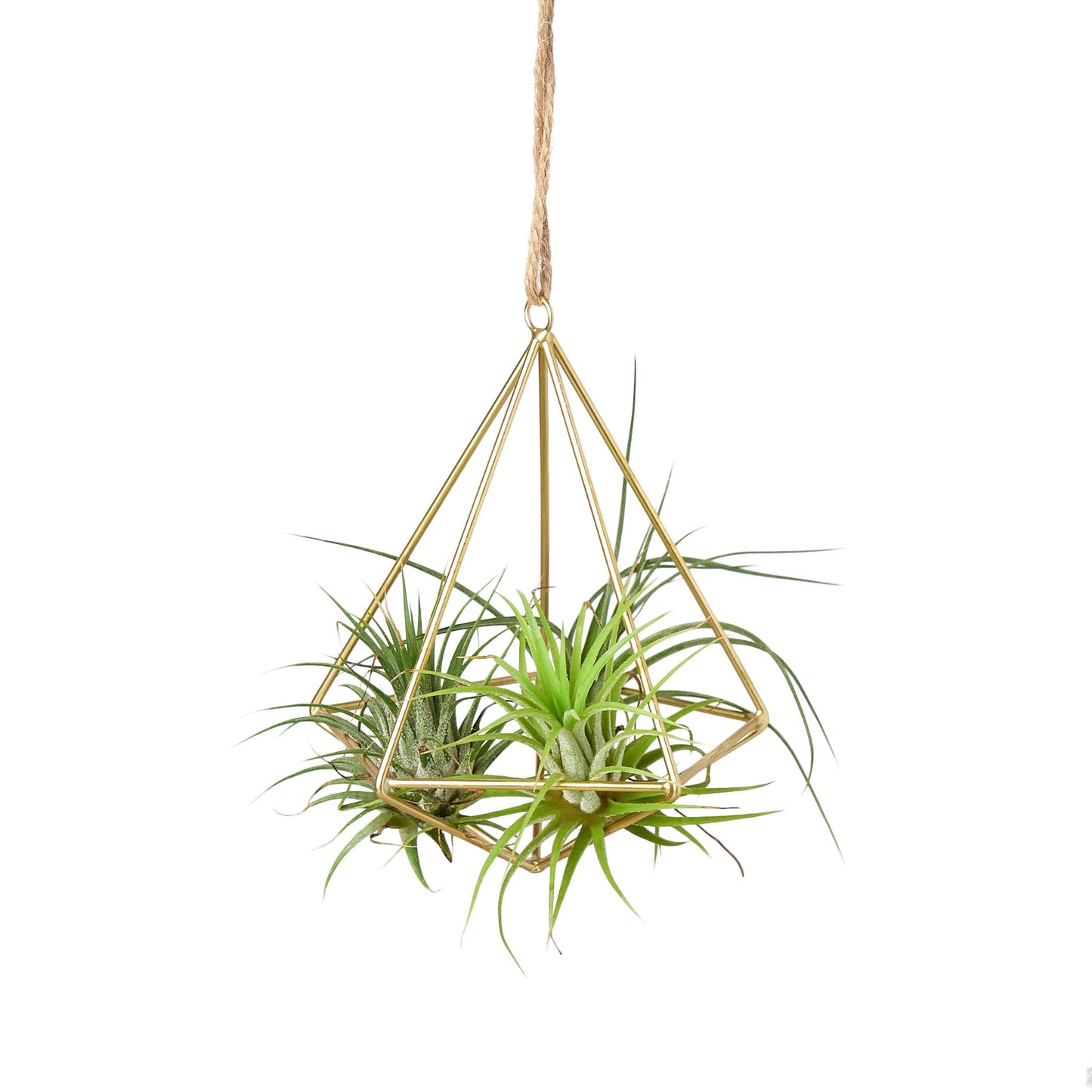 Air Plant Display Hanger potted plant
