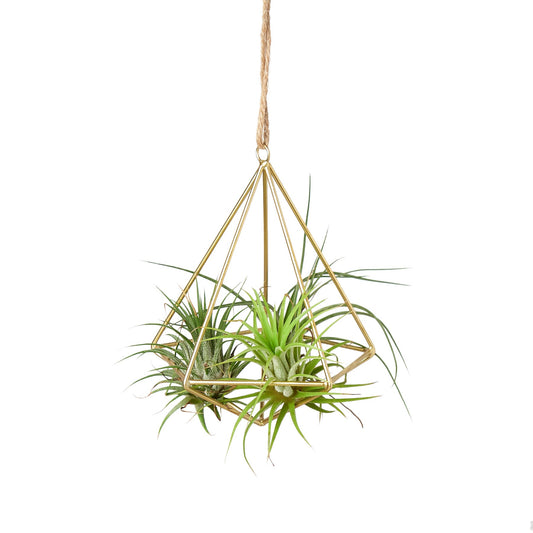 Air Plant Display Hanger potted plant